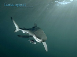a small blue shark and its constant companion pilot fish-... by Fiona Ayerst 